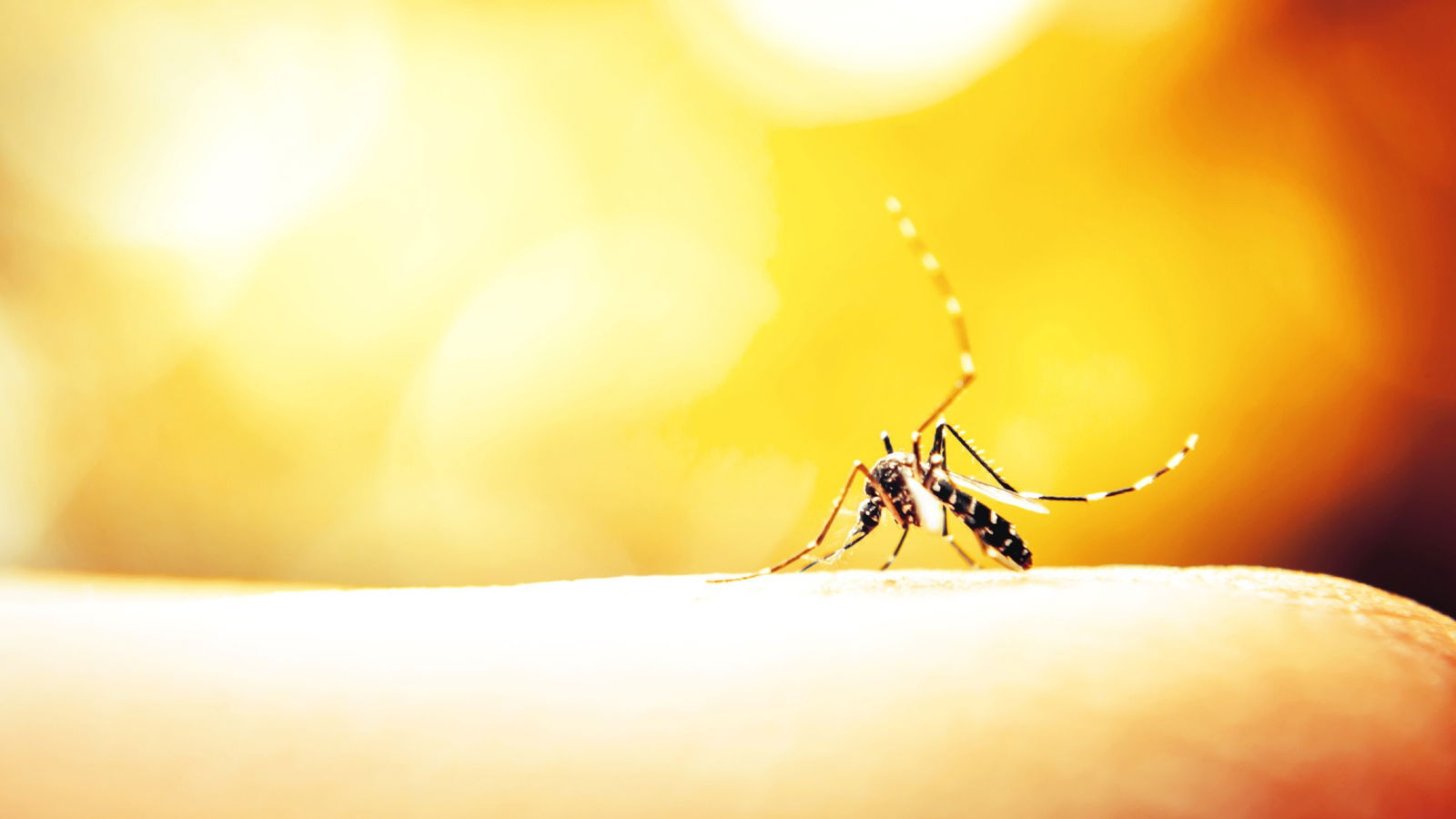 Chikungunya fever update: Prevention & control measures underway across Guangdong, Hong Kong, and Macao